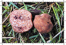 Hydnotrya bailii